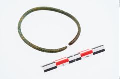 Foto von Bronzearmeif (NHMW-PRAE-026452)